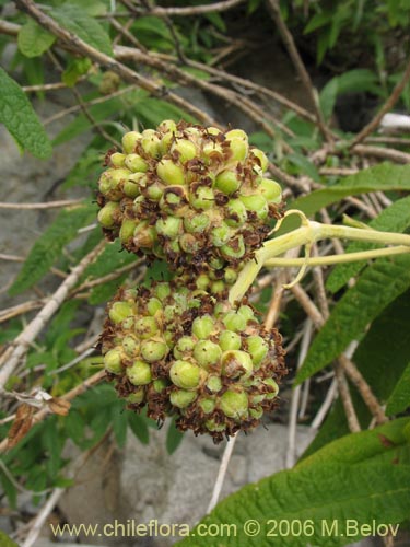 Bild von Buddleja globosa (Matico / Pañil). Klicken Sie, um den Ausschnitt zu vergrössern.