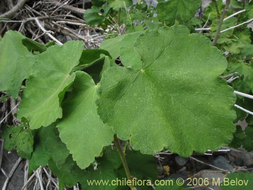 Imágen de Corynabutilon viride (Huella). Haga un clic para aumentar parte de imágen.