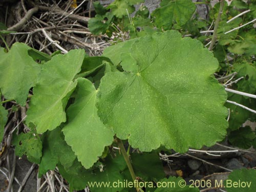 Bild von Corynabutilon viride (Huella). Klicken Sie, um den Ausschnitt zu vergrössern.