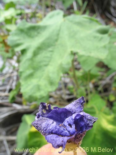 Imágen de Corynabutilon viride (Huella). Haga un clic para aumentar parte de imágen.