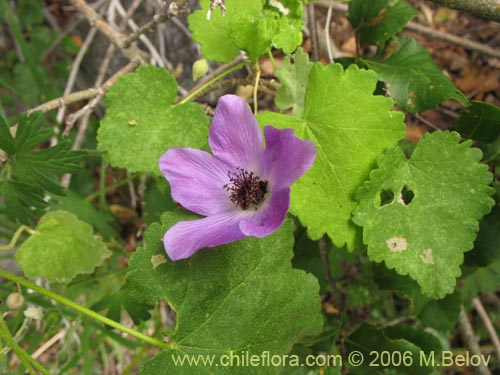 Imágen de Corynabutilon viride (Huella). Haga un clic para aumentar parte de imágen.