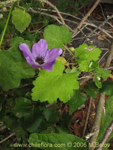 Фотография Corynabutilon viride (Huella). Щелкните, чтобы увеличить вырез.