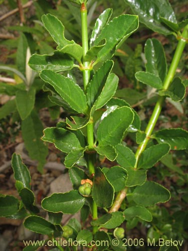 Фотография Discaria serratifolia (Chacay). Щелкните, чтобы увеличить вырез.