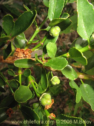 Image of Discaria serratifolia (Chacay). Click to enlarge parts of image.