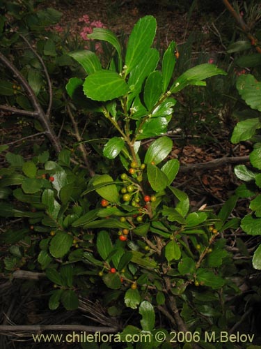 Фотография Azara alpina (Lilén de la cordillera). Щелкните, чтобы увеличить вырез.