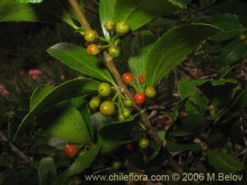 Фотография Azara alpina (Lilén de la cordillera). Щелкните, чтобы увеличить вырез.