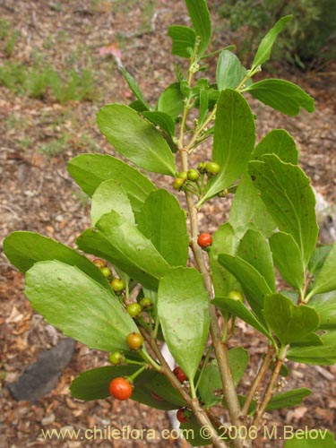 Фотография Azara alpina (Lilén de la cordillera). Щелкните, чтобы увеличить вырез.