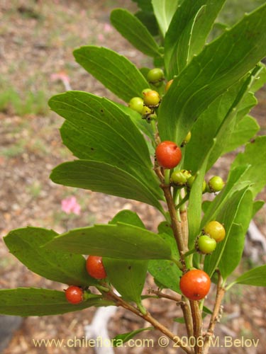 Фотография Azara alpina (Lilén de la cordillera). Щелкните, чтобы увеличить вырез.