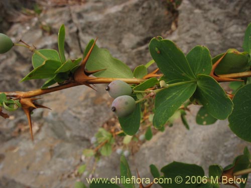 Фотография Berberis rotundifolia (Michay / Calafate). Щелкните, чтобы увеличить вырез.