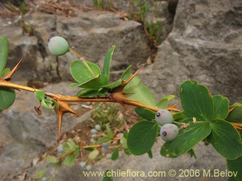 Bild von Berberis rotundifolia (Michay / Calafate). Klicken Sie, um den Ausschnitt zu vergrössern.