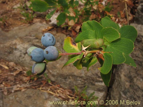 Image of Berberis rotundifolia (Michay / Calafate). Click to enlarge parts of image.