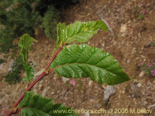 Nothofagus macrocarpa的照片