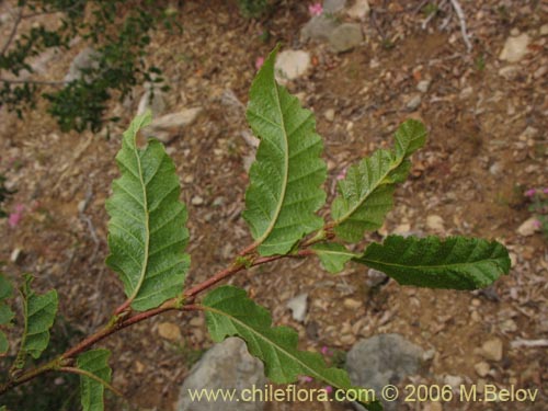 Nothofagus macrocarpa的照片