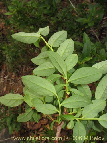 Imágen de Myoschilos oblongum (Orocoipo / Codocoipo). Haga un clic para aumentar parte de imágen.