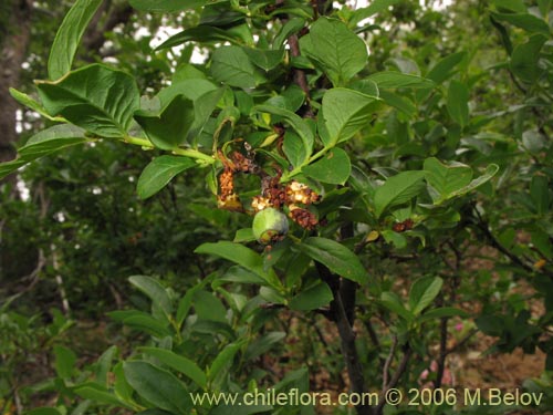 Bild von Myoschilos oblongum (Orocoipo / Codocoipo). Klicken Sie, um den Ausschnitt zu vergrössern.