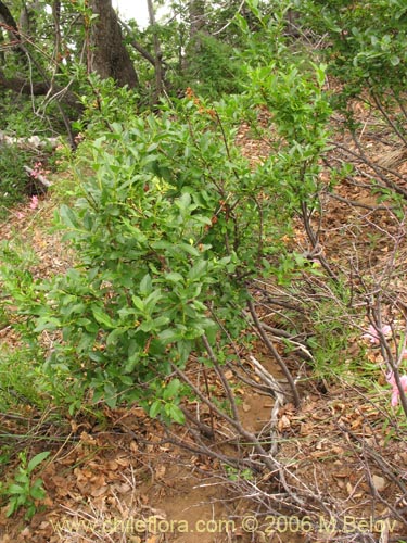 Bild von Myoschilos oblongum (Orocoipo / Codocoipo). Klicken Sie, um den Ausschnitt zu vergrössern.