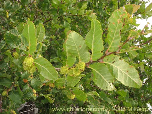 Nothofagus macrocarpaの写真