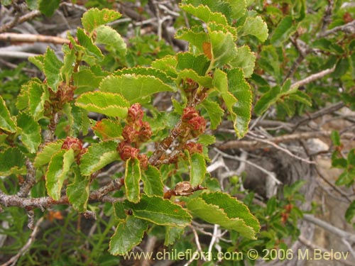 Bild von Nothofagus antarctica (Ñirre). Klicken Sie, um den Ausschnitt zu vergrössern.