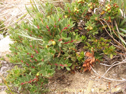 Bild von Gaultheria pumila (Chaura). Klicken Sie, um den Ausschnitt zu vergrössern.