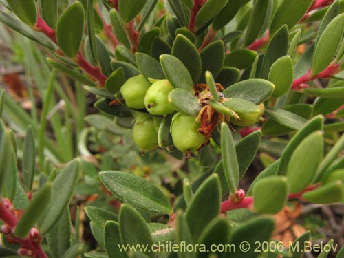 Bild von Gaultheria pumila (Chaura). Klicken Sie, um den Ausschnitt zu vergrössern.