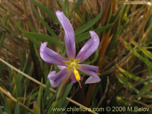 Фотография Sisyrinchium azureum (Claveillo azul). Щелкните, чтобы увеличить вырез.