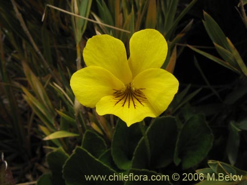 Imágen de Viola maculata (Violeta amarilla). Haga un clic para aumentar parte de imágen.