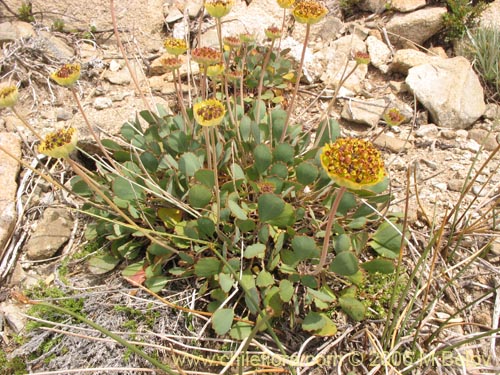 Imágen de Pozoa coriacea (Anislao). Haga un clic para aumentar parte de imágen.