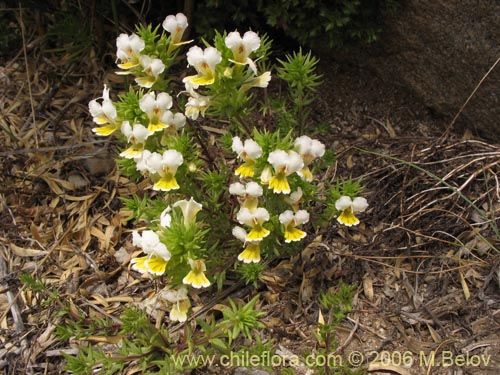 Image of Euphrasia flavicans (eufrasia blanca). Click to enlarge parts of image.