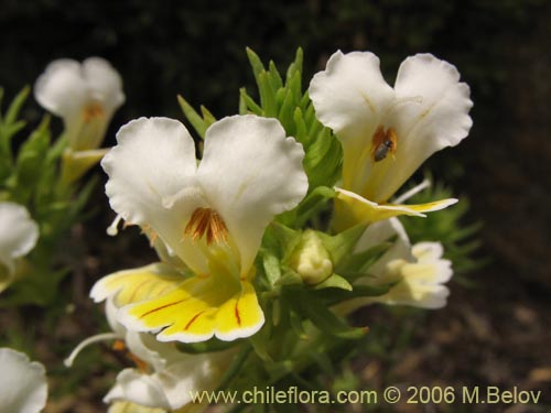 Image of Euphrasia flavicans (eufrasia blanca). Click to enlarge parts of image.