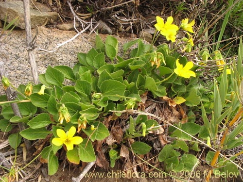 Image of Viola maculata (Violeta amarilla). Click to enlarge parts of image.