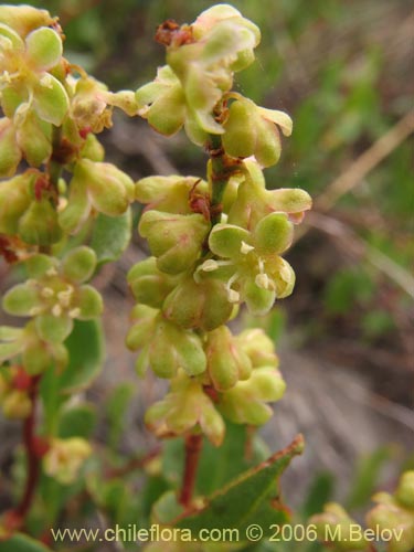 Bild von Muehlenbeckia hastulata (Quilo / Voqui negro / Molleca). Klicken Sie, um den Ausschnitt zu vergrössern.