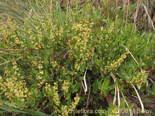 Muehlenbeckia hastulataの写真