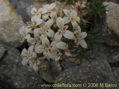 Image of Nassauvia aculeata (Hierba de la culebra). Click to enlarge parts of image.