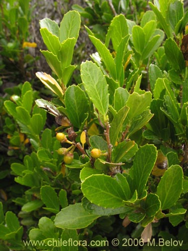 Фотография Azara alpina (Lilén de la cordillera). Щелкните, чтобы увеличить вырез.