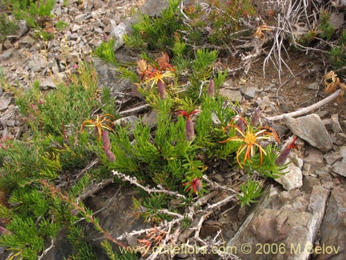 Image of Mutisia linearifolia (Clavel del campo). Click to enlarge parts of image.