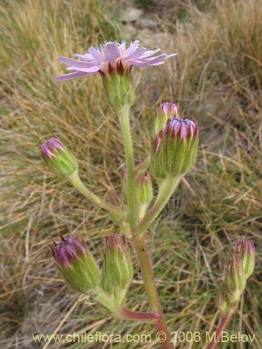 Leucheria lithospermifolia的照片