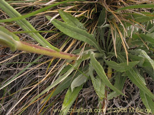 Leucheria lithospermifolia的照片