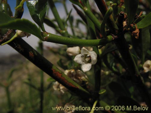 Фотография Discaria articulata (). Щелкните, чтобы увеличить вырез.