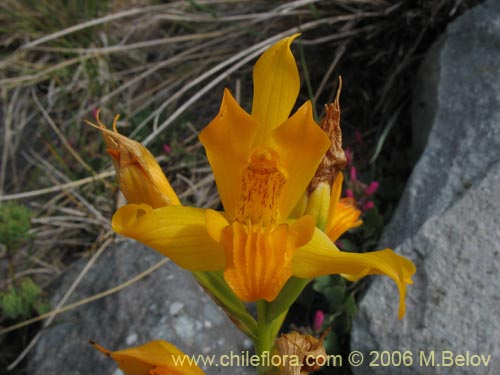 Chloraea alpina的照片