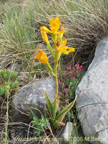 Chloraea alpinaの写真