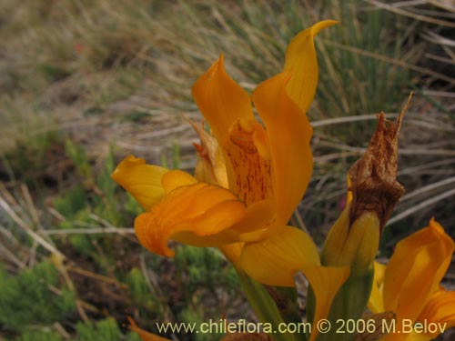 Image of Chloraea alpina (). Click to enlarge parts of image.