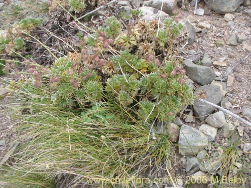 Image of Acaena alpina (Cepacaballo / Cadillo). Click to enlarge parts of image.