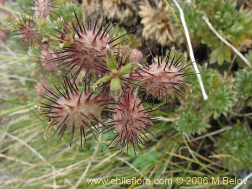 Image of Acaena alpina (Cepacaballo / Cadillo). Click to enlarge parts of image.