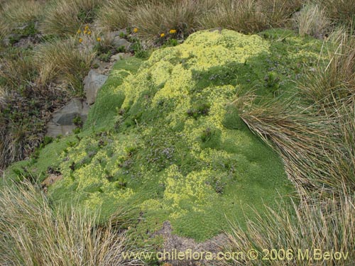 Azorella monathaの写真