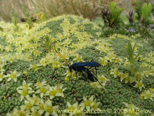 Azorella monathaの写真