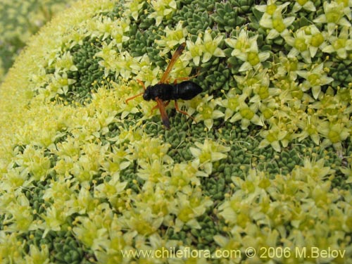 Bild von Azorella monatha (). Klicken Sie, um den Ausschnitt zu vergrössern.