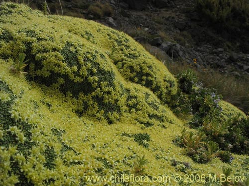 Фотография Azorella monatha (). Щелкните, чтобы увеличить вырез.