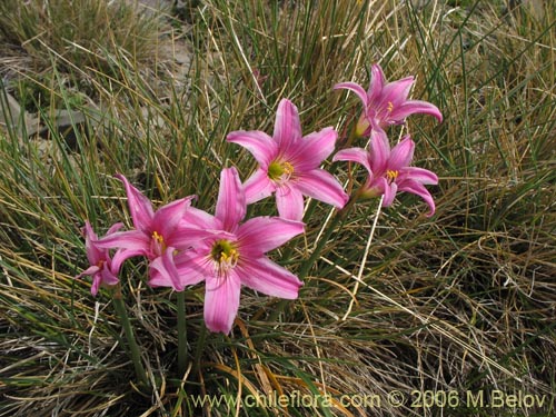 Bild von Rhodophiala rhodolirion (Añañuca de cordillera). Klicken Sie, um den Ausschnitt zu vergrössern.