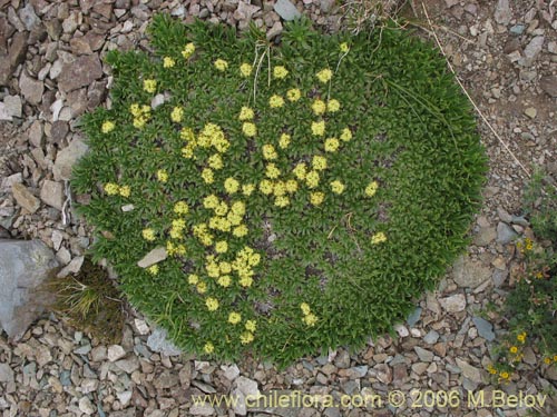 Bild von Azorella monatha (). Klicken Sie, um den Ausschnitt zu vergrössern.