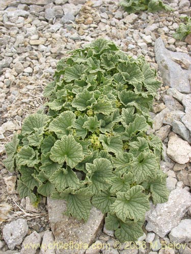 Imágen de Dioscorea volckmannii (Jabón del monte). Haga un clic para aumentar parte de imágen.